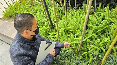 蕨類植物風水|家居風水：種蕨樹有什麼好處？【家裡養蕨 風水】 – 八字算命